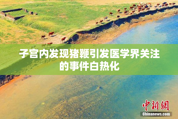 子宫内发现猪鞭引发医学界关注的事件白热化