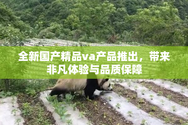 全新国产精品va产品推出，带来非凡体验与品质保障