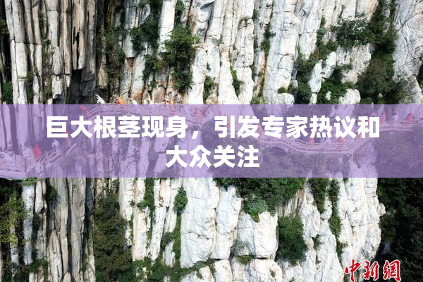 巨大根茎现身，引发专家热议和大众关注