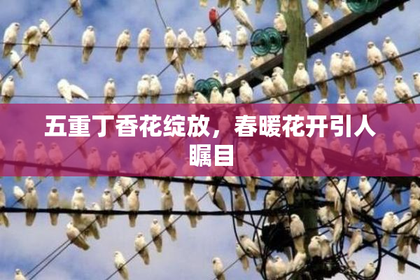 五重丁香花绽放，春暖花开引人瞩目