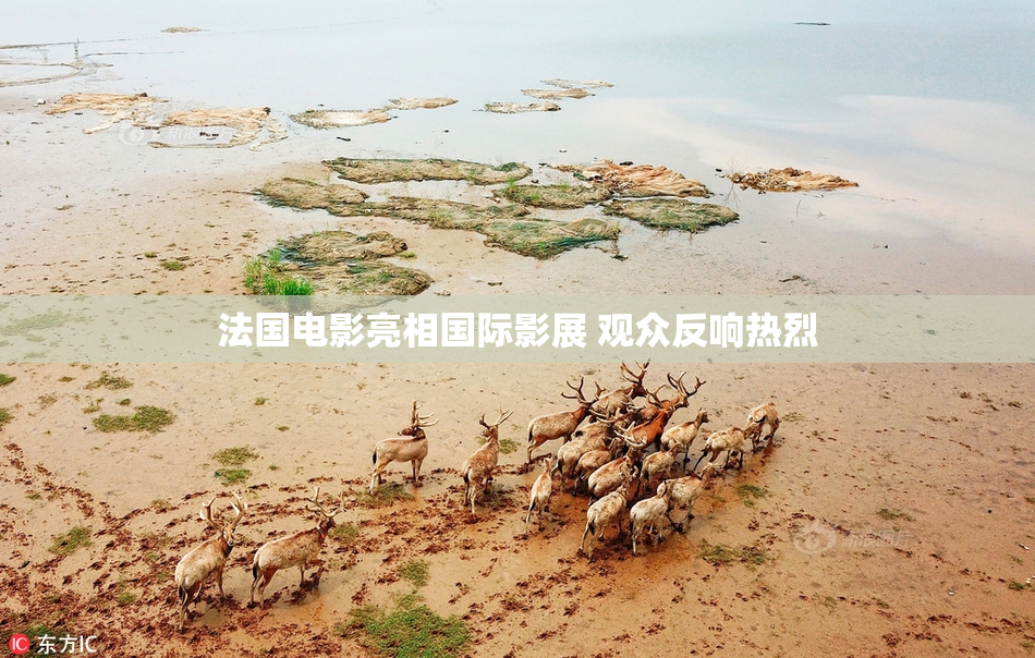 法国电影亮相国际影展 观众反响热烈
