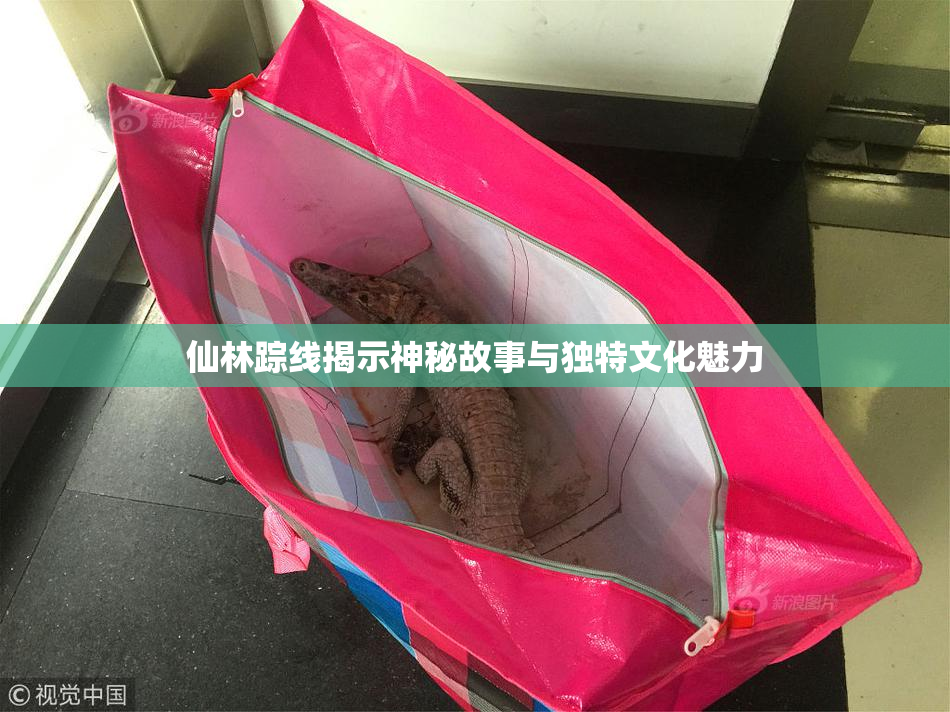 仙林踪线揭示神秘故事与独特文化魅力