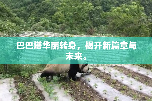 巴巴塔华丽转身，揭开新篇章与未来。