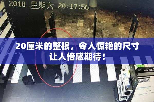 20厘米的整根，令人惊艳的尺寸让人倍感期待！