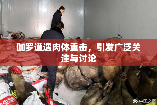 伽罗遭遇肉体重击，引发广泛关注与讨论