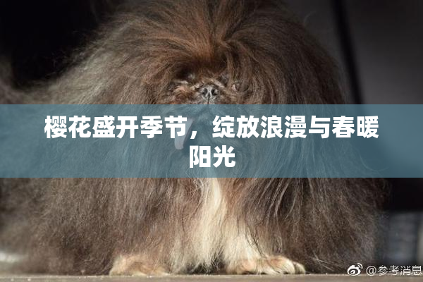 樱花盛开季节，绽放浪漫与春暖阳光
