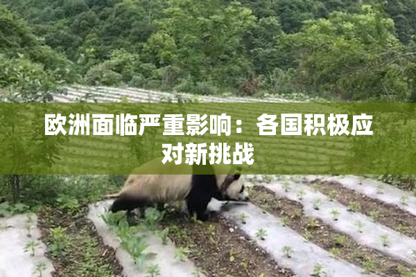 欧洲面临严重影响：各国积极应对新挑战