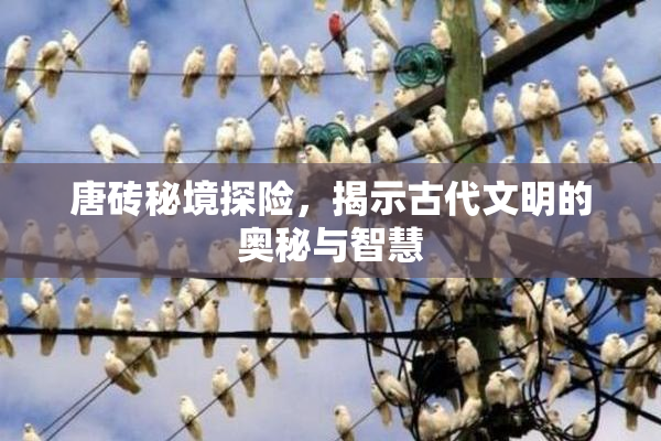 唐砖秘境探险，揭示古代文明的奥秘与智慧