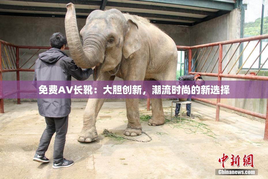 免费AV长靴：大胆创新，潮流时尚的新选择