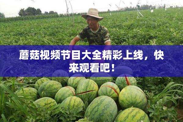 蘑菇视频节目大全精彩上线，快来观看吧！