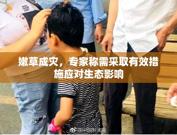 嫩草成灾，专家称需采取有效措施应对生态影响