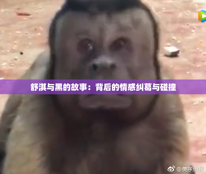 舒淇与黑的故事：背后的情感纠葛与碰撞