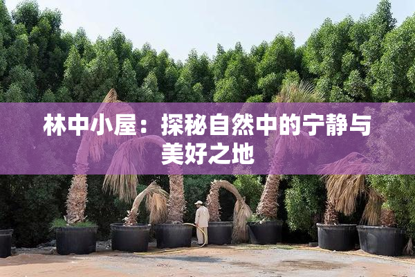 林中小屋：探秘自然中的宁静与美好之地