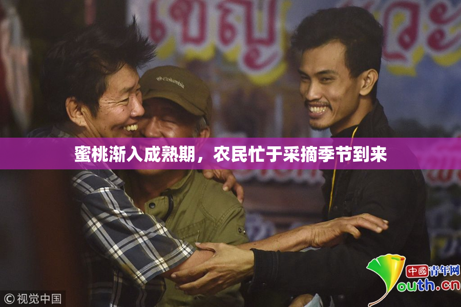 蜜桃渐入成熟期，农民忙于采摘季节到来
