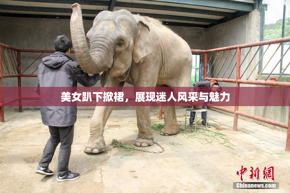 美女趴下掀裙，展现迷人风采与魅力