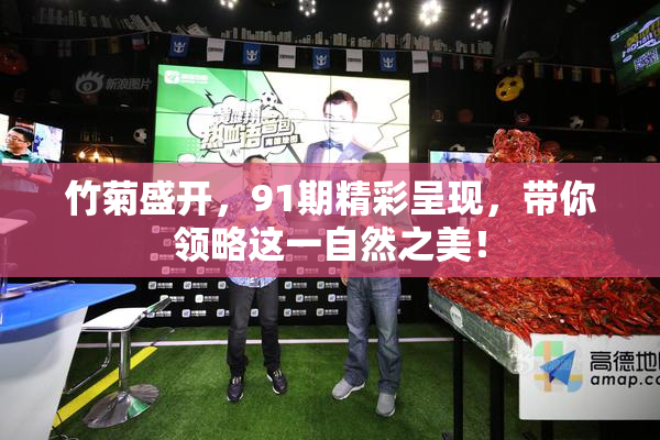 竹菊盛开，91期精彩呈现，带你领略这一自然之美！