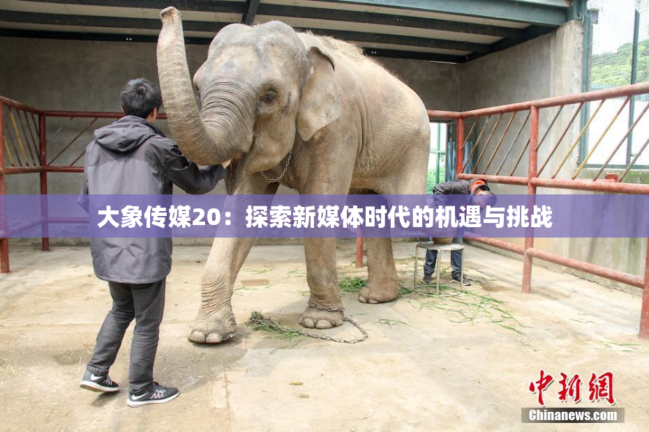 大象传媒20：探索新媒体时代的机遇与挑战
