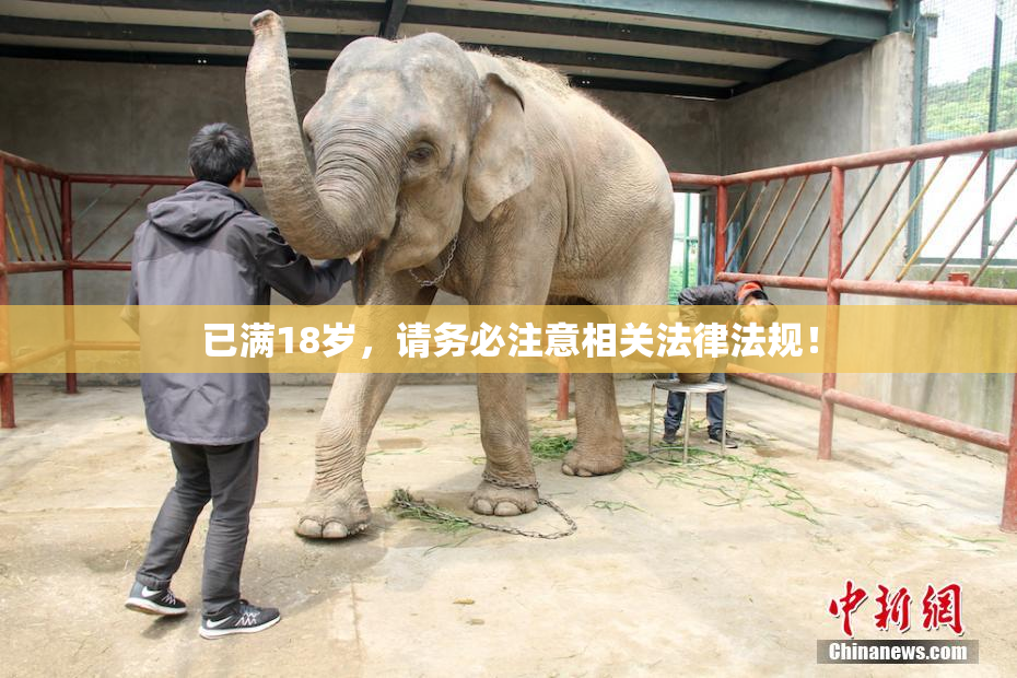 已满18岁，请务必注意相关法律法规！