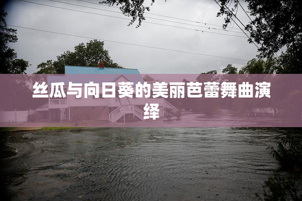 丝瓜与向日葵的美丽芭蕾舞曲演绎