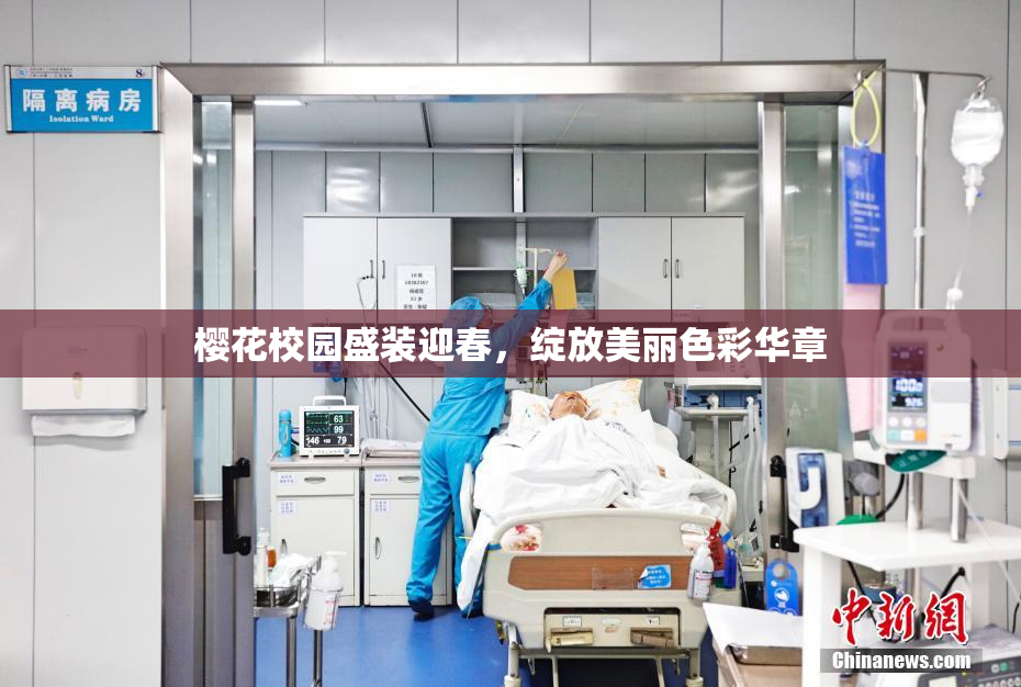 樱花校园盛装迎春，绽放美丽色彩华章