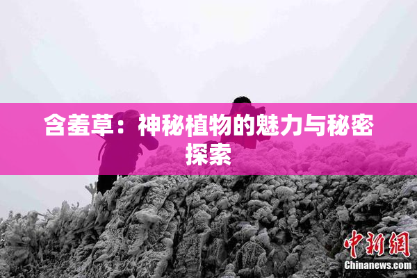 含羞草：神秘植物的魅力与秘密探索