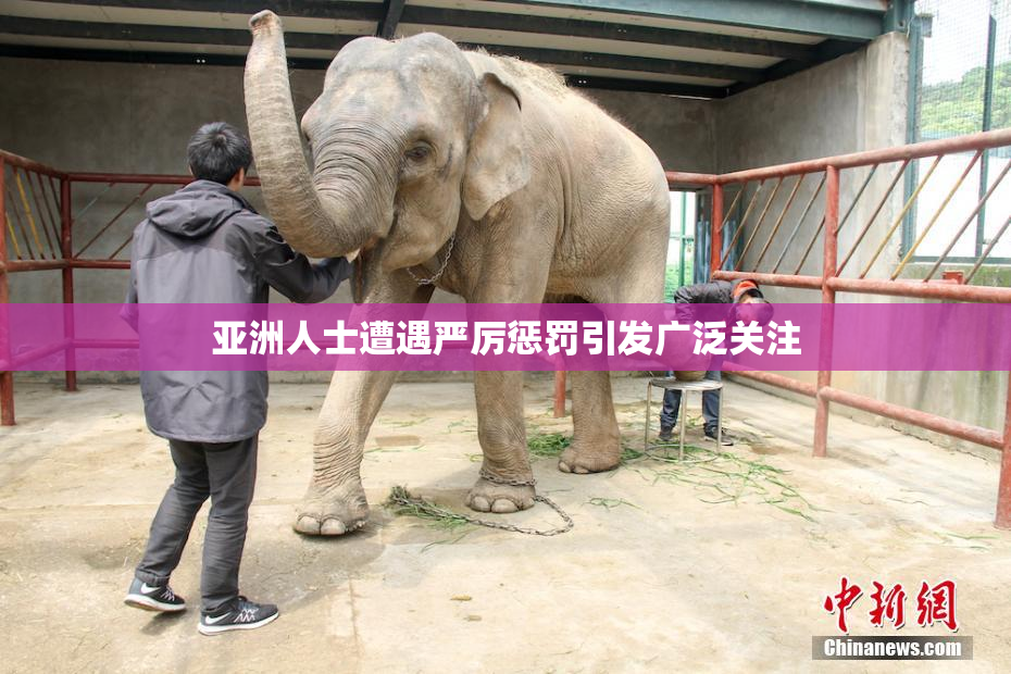 亚洲人士遭遇严厉惩罚引发广泛关注