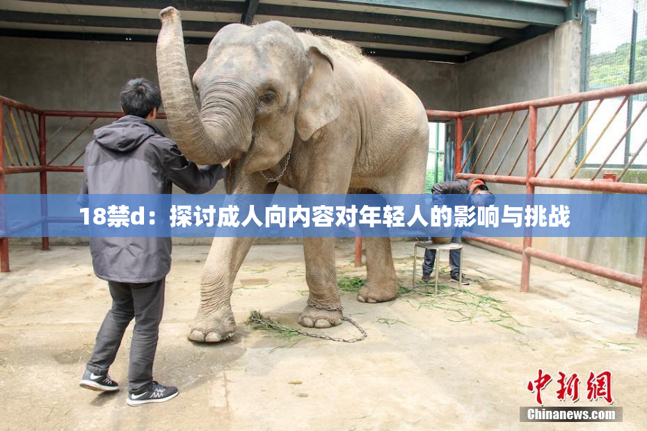 18禁d：探讨成人向内容对年轻人的影响与挑战