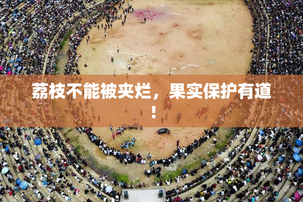 荔枝不能被夹烂，果实保护有道！