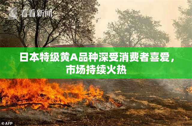 日本特级黄A品种深受消费者喜爱，市场持续火热