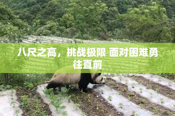 八尺之高，挑战极限 面对困难勇往直前