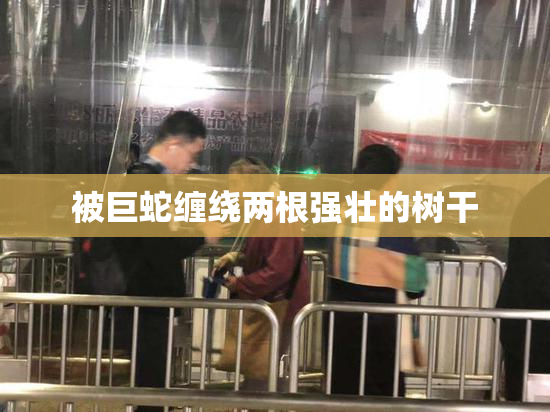 被巨蛇缠绕两根强壮的树干