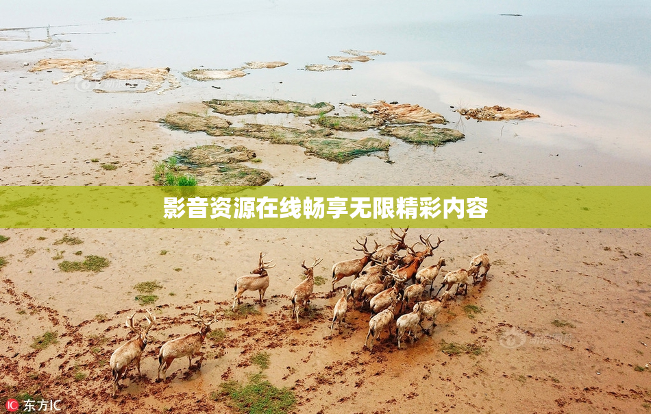 影音资源在线畅享无限精彩内容