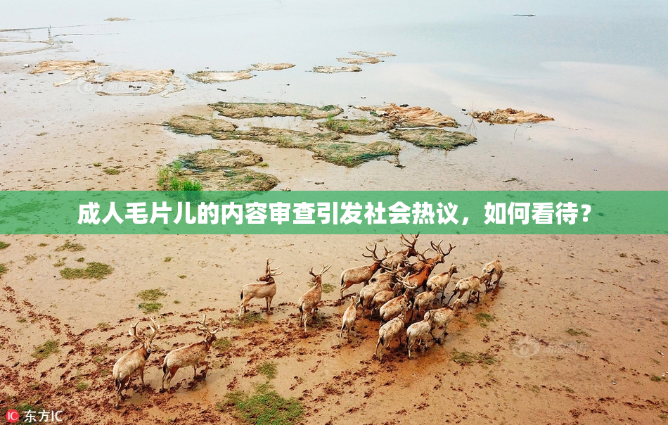 成人毛片儿的内容审查引发社会热议，如何看待？