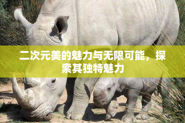 二次元美的魅力与无限可能，探索其独特魅力