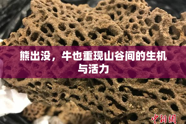 熊出没，牛也重现山谷间的生机与活力