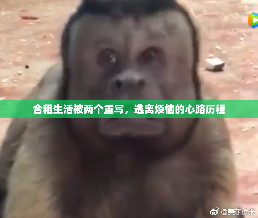 合租生活被两个重写，逃离烦恼的心路历程