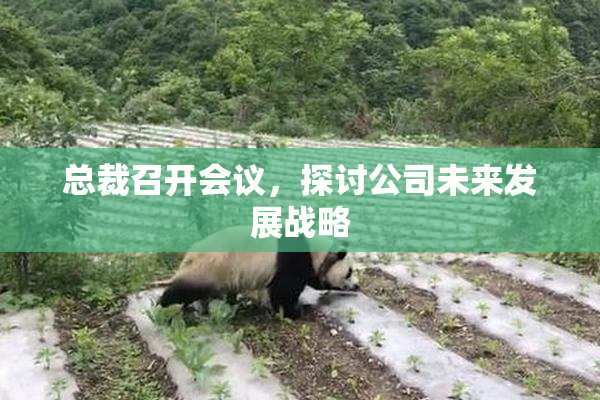 总裁召开会议，探讨公司未来发展战略