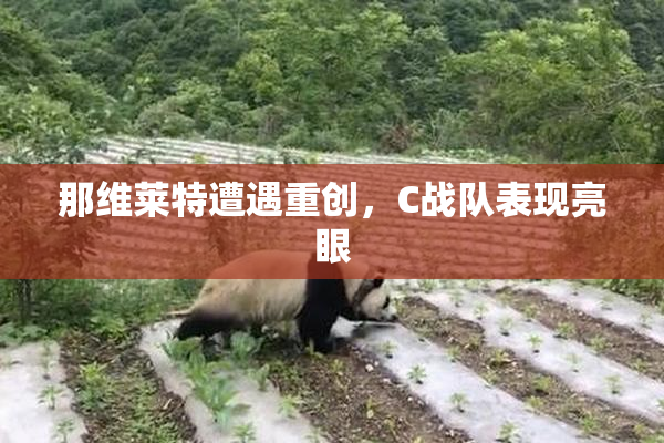 那维莱特遭遇重创，C战队表现亮眼
