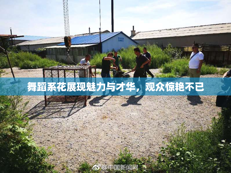 舞蹈系花展现魅力与才华，观众惊艳不已