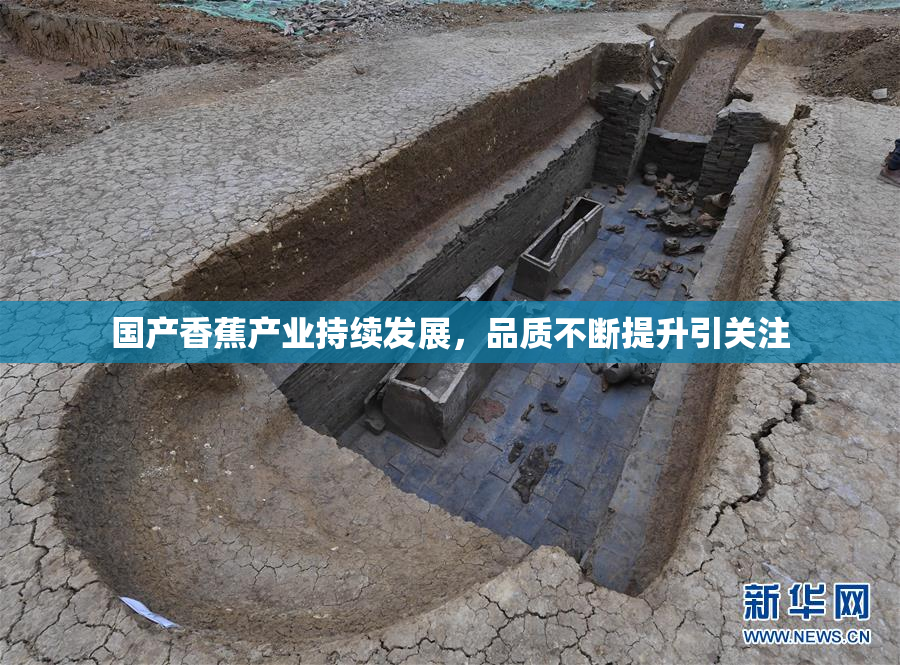 国产香蕉产业持续发展，品质不断提升引关注