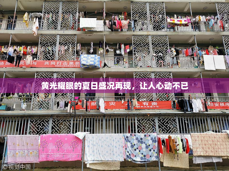 黄光耀眼的夏日盛况再现，让人心动不已