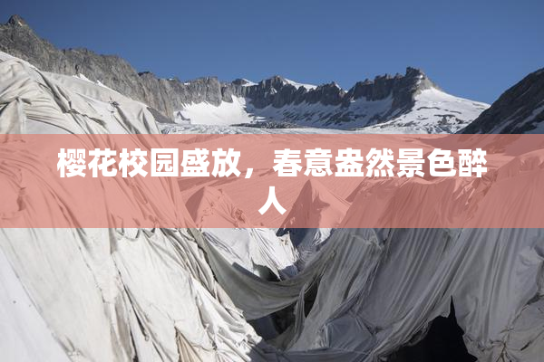 樱花校园盛放，春意盎然景色醉人