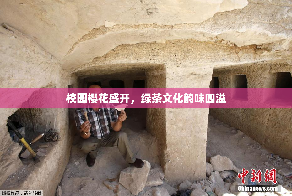 校园樱花盛开，绿茶文化韵味四溢