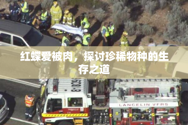 红蝶爱被肉，探讨珍稀物种的生存之道