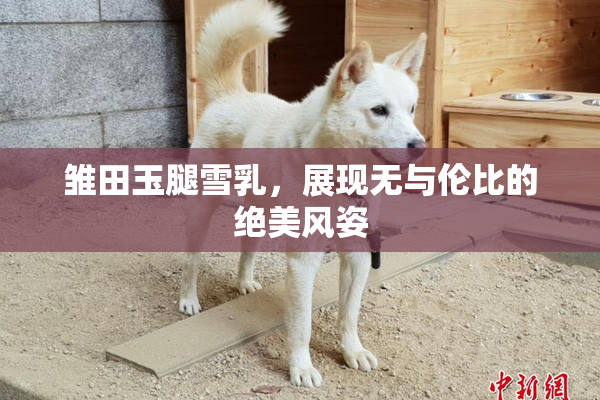 雏田玉腿雪乳，展现无与伦比的绝美风姿