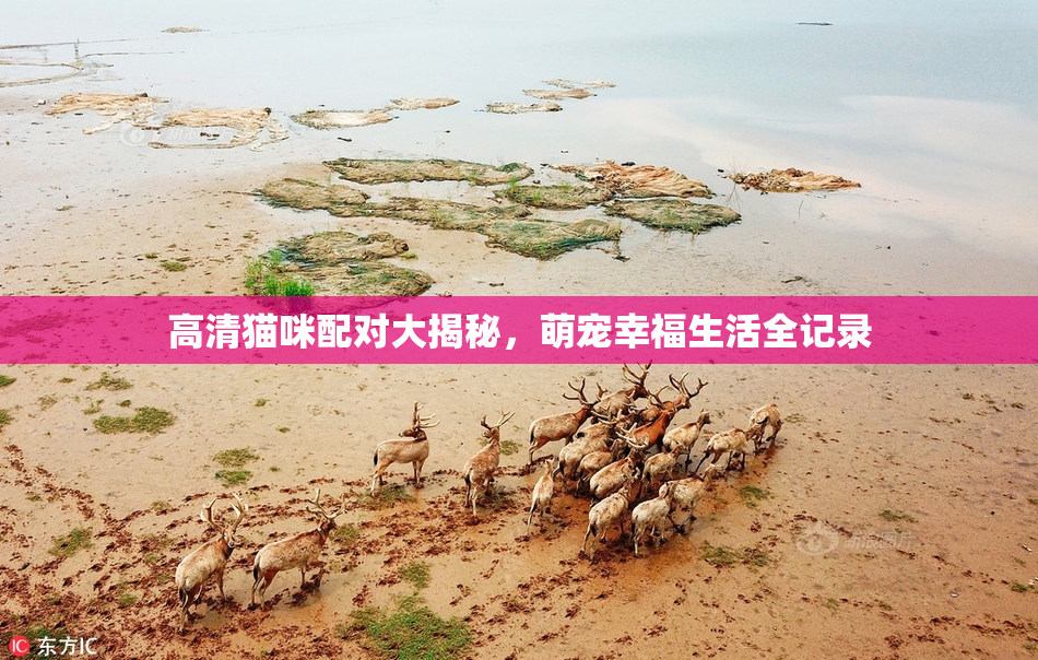 高清猫咪配对大揭秘，萌宠幸福生活全记录