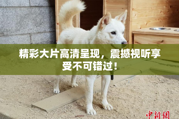 精彩大片高清呈现，震撼视听享受不可错过！