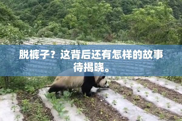 脱裤子？这背后还有怎样的故事待揭晓。
