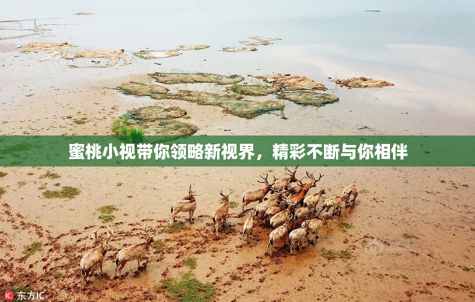 蜜桃小视带你领略新视界，精彩不断与你相伴