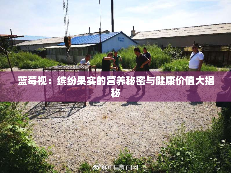 蓝莓视：缤纷果实的营养秘密与健康价值大揭秘